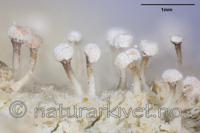 KA_141117_peronella_mm / Sclerophora peronella / Kystdoggnål