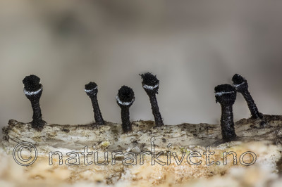 KA_141120_glaucellum / Calicium glaucellum / Hvitringnål