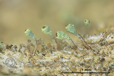 KA_150216_phaeocephala_mm / Chaenotheca phaeocephala / Stautnål