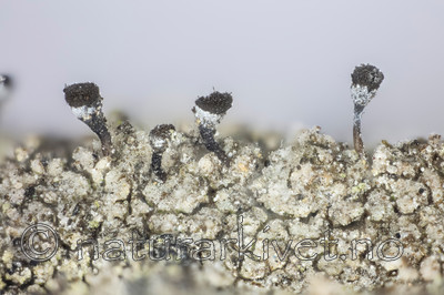 KA_150218_cinerea / Chaenotheca cinerea / Huldrenål