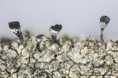 KA_150218_cinerea_mm / Chaenotheca cinerea / Huldrenål