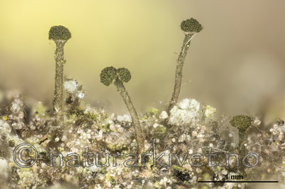 KA_150219_arenarium_mm / Microcalicium arenarium / Steinnål