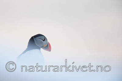 KA_150406_106 / Fratercula arctica / Lunde