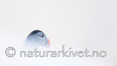 KA_150406_112 / Fratercula arctica / Lunde