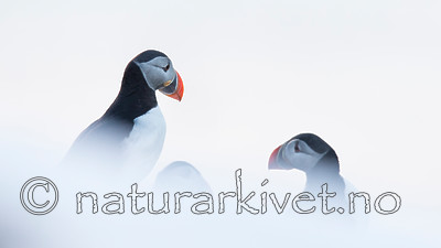 KA_150406_115 / Fratercula arctica / Lunde