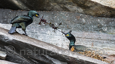 KA_150406_17 / Phalacrocorax aristotelis / Toppskarv