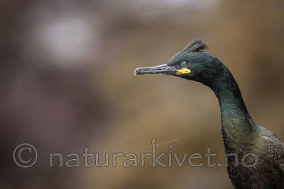 KA_150406_3 / Phalacrocorax aristotelis / Toppskarv