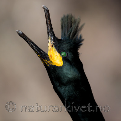 KA_150406_31 / Phalacrocorax aristotelis / Toppskarv