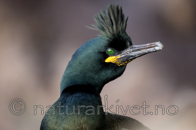 KA_150406_35 / Phalacrocorax aristotelis / Toppskarv