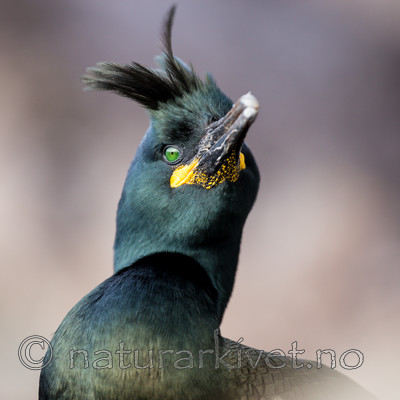 KA_150406_38 / Phalacrocorax aristotelis / Toppskarv