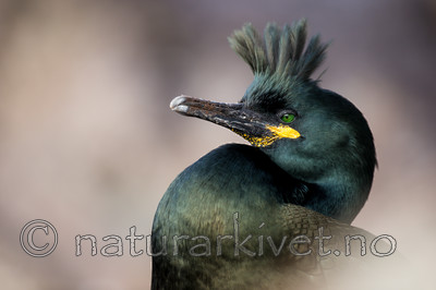 KA_150406_39 / Phalacrocorax aristotelis / Toppskarv