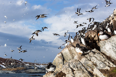 KA_150406_52 / Fratercula arctica / Lunde <br /> Uria aalge / Lomvi