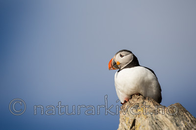 KA_150406_62 / Fratercula arctica / Lunde