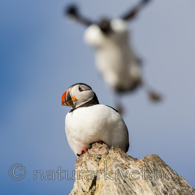 KA_150406_63 / Fratercula arctica / Lunde