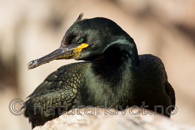 KA_150406_64 / Phalacrocorax aristotelis / Toppskarv