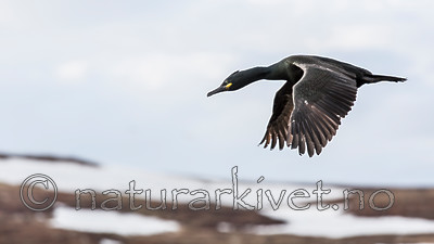 KA_150406_73 / Phalacrocorax aristotelis / Toppskarv