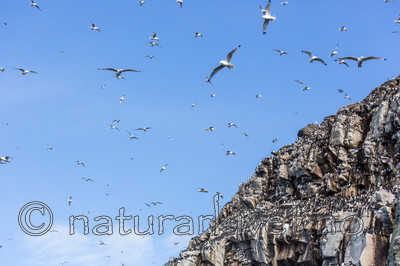 KA_150407_105 / Rissa tridactyla / Krykkje