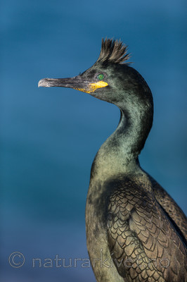 KA_150407_11 / Phalacrocorax aristotelis / Toppskarv