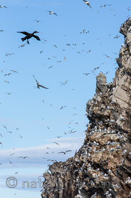 KA_150407_114 / Phalacrocorax aristotelis / Toppskarv <br /> Rissa tridactyla / Krykkje