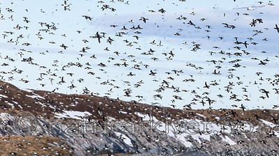 KA_150407_116 / Uria aalge / Lomvi