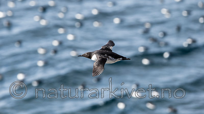 KA_150407_137 / Uria aalge / Lomvi