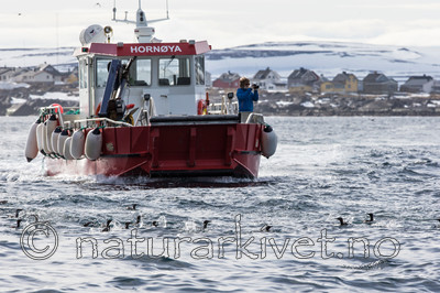 KA_150407_180 / Uria aalge / Lomvi