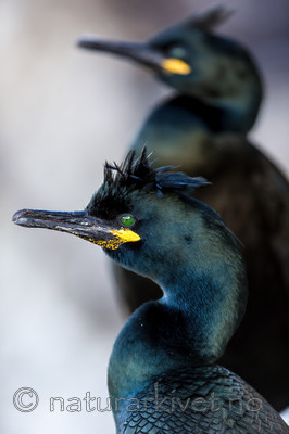 KA_150407_20 / Phalacrocorax aristotelis / Toppskarv