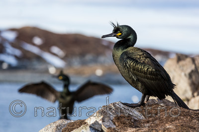 KA_150407_204 / Phalacrocorax aristotelis / Toppskarv