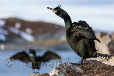 KA_150407_206 / Phalacrocorax aristotelis / Toppskarv