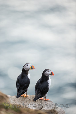 KA_150407_236 / Fratercula arctica / Lunde