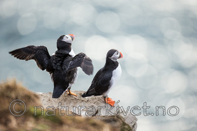 KA_150407_244 / Fratercula arctica / Lunde