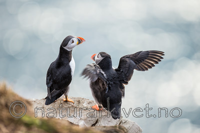 KA_150407_248 / Fratercula arctica / Lunde