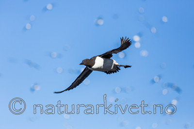 KA_150407_28 / Uria aalge / Lomvi