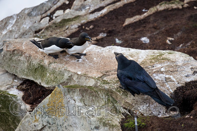 KA_150407_289 / Alca torda / Alke <br /> Corvus corax / Ravn