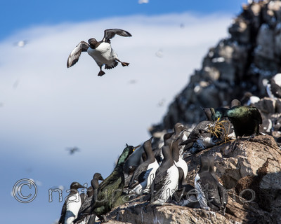 KA_150407_56 / Uria aalge / Lomvi