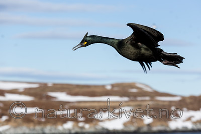 KA_150407_63 / Phalacrocorax aristotelis / Toppskarv