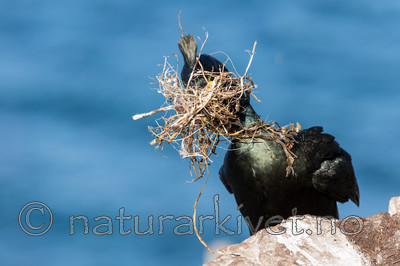 KA_150407_68 / Phalacrocorax aristotelis / Toppskarv