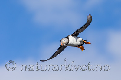 KA_150407_73 / Fratercula arctica / Lunde