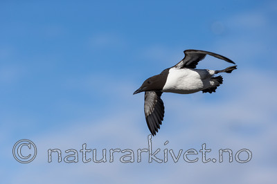 KA_150407_77 / Uria aalge / Lomvi