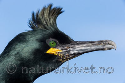 KA_150407_84 / Phalacrocorax aristotelis / Toppskarv