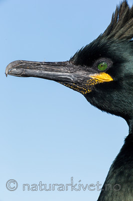 KA_150407_87 / Phalacrocorax aristotelis / Toppskarv