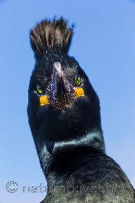 KA_150407_91 / Phalacrocorax aristotelis / Toppskarv