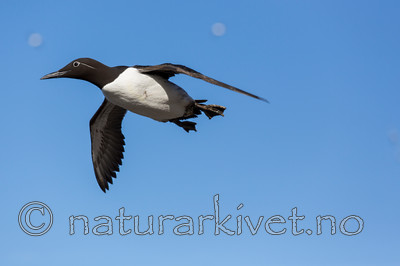 KA_150407_94 / Uria aalge / Lomvi