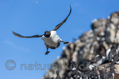 KA_150407_99 / Uria aalge / Lomvi