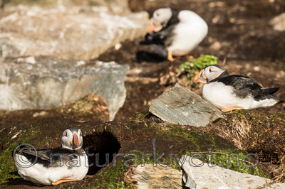 KA_150408_106 / Fratercula arctica / Lunde