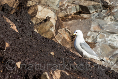 KA_150408_111 / Rissa tridactyla / Krykkje