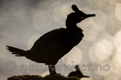 KA_150408_128 / Phalacrocorax aristotelis / Toppskarv
