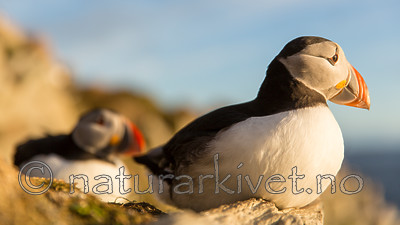 KA_150408_177 / Fratercula arctica / Lunde