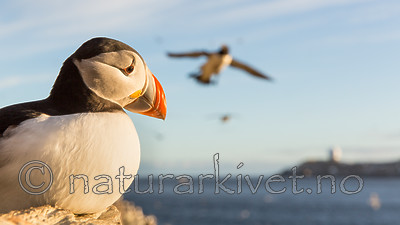 KA_150408_191 / Fratercula arctica / Lunde