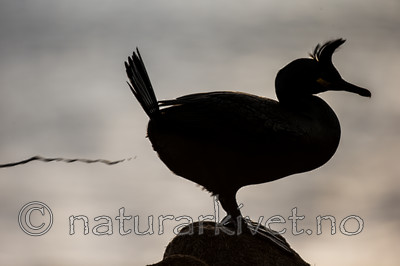 KA_150408_207 / Phalacrocorax aristotelis / Toppskarv